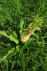 Eucomis