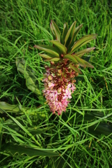 Eucomis