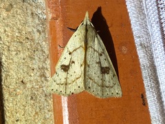 Scolecocampinae