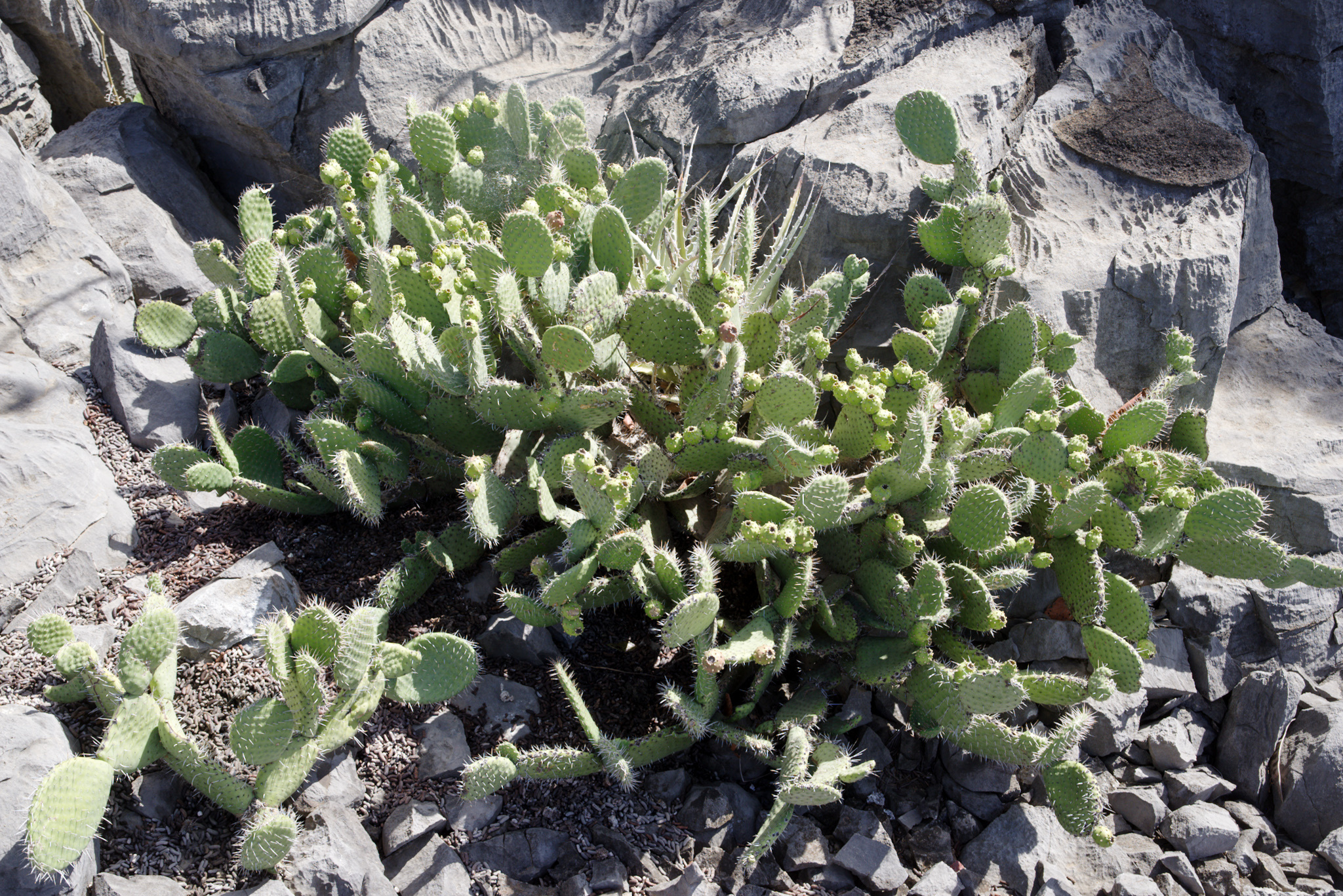 Tacinga saxatilis