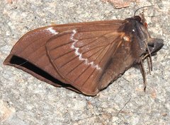 Ischyja manlia