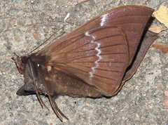 Ischyja manlia