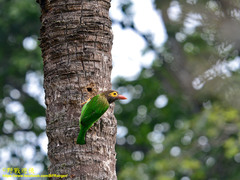 Psilopogon zeylanicus