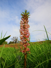Eucomis
