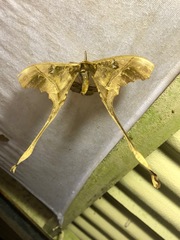 Copiopteryx sonthonnaxi