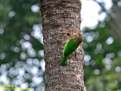 Psilopogon zeylanicus