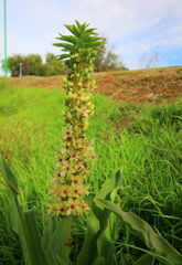 Eucomis