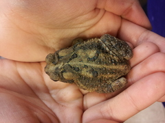 Anaxyrus fowleri