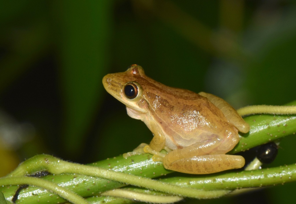 Fowler's Snouted Tree Frog