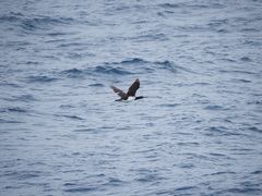 Leucocarbo campbelli