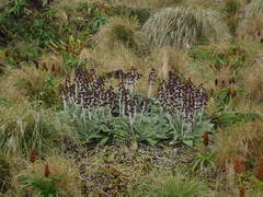 Pleurophyllum hookeri