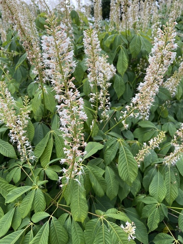 Aesculus parviflora