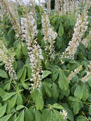 Aesculus parviflora