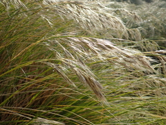 Chionochloa antarctica