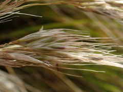 Chionochloa antarctica
