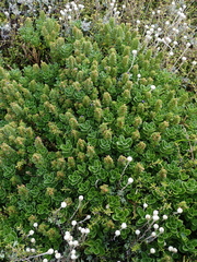 Veronica benthamii