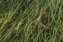 Posidonia