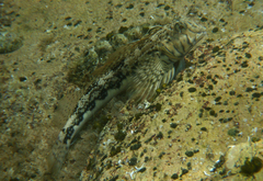 Lepidoblennius marmoratus