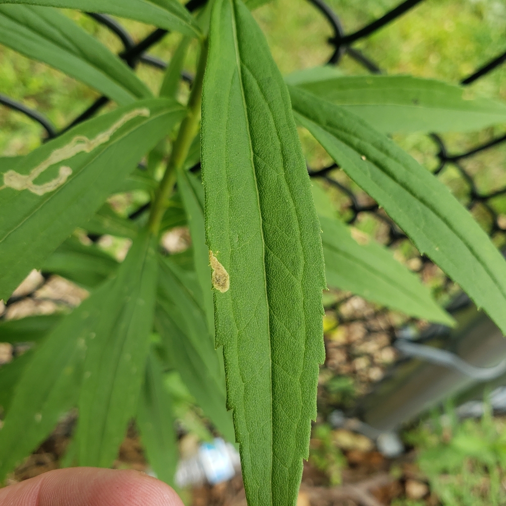 Nemorimyza posticata from Erie, PA 16503, USA on July 17, 2023 at 0123