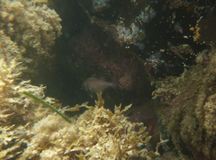 Pempheris klunzingeri