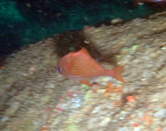 Cyprinocirrhites polyactis