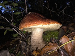 Leccinum manzanitae