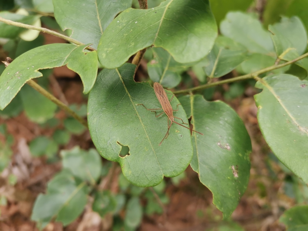 Anhomoeus sulcatus