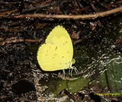 Eurema andersoni