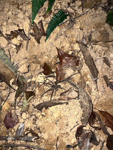 Phoneutria eickstedtae