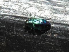 Chrysobothris sauteri