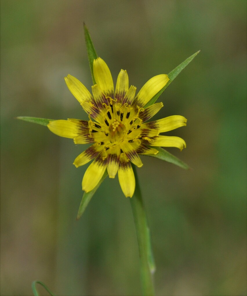 Tragopogon pseudocastellanus