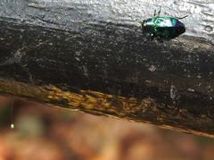 Chrysobothris sauteri