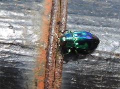 Chrysobothris sauteri