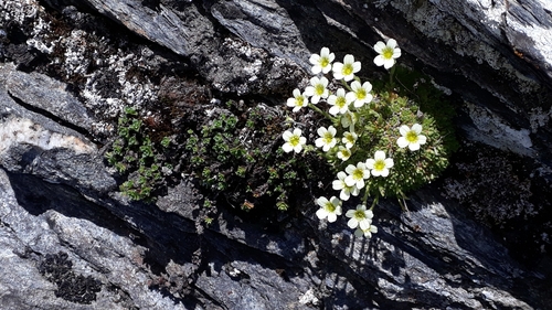 Image of Saxifraga muscoides by (c) Alessia Guggisberg, some rights reserved (CC BY-SA)
