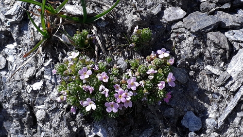 Image of Androsace alpina by (c) Alessia Guggisberg, some rights reserved (CC BY-SA)