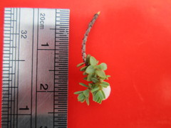 Pimelea prostrata