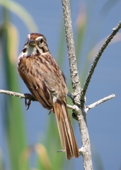 Melospiza melodia image