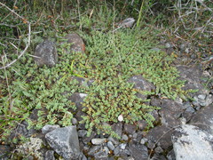 Pimelea prostrata