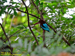 Halcyon smyrnensis fusca