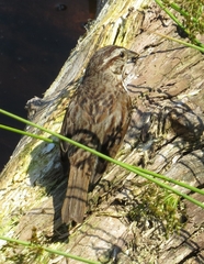 Melospiza melodia image