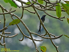 Dicrurus caerulescens insularis