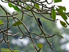 Dicrurus caerulescens insularis