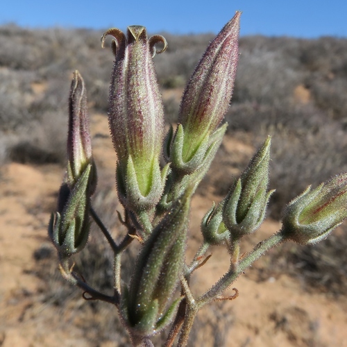 Tylecodon striatus