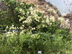 Knowltonia vesicatoria