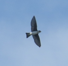 Tachycineta bicolor image