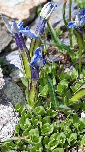 Image of Gentiana terglouensis by (c) Alessia Guggisberg, some rights reserved (CC BY-SA)