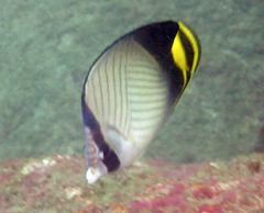 Chaetodon decussatus