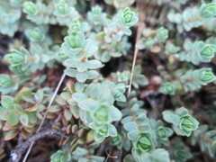 Pimelea prostrata