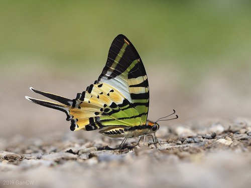 Subgenus Pathysa · iNaturalist