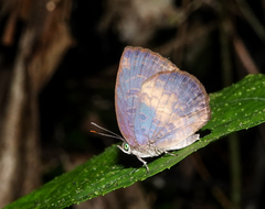 Arhopala perimuta